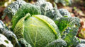 Savoy cabbage