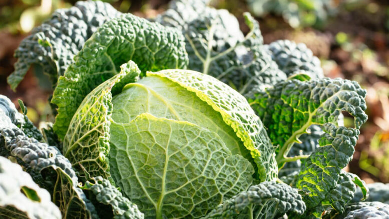 Savoy cabbage