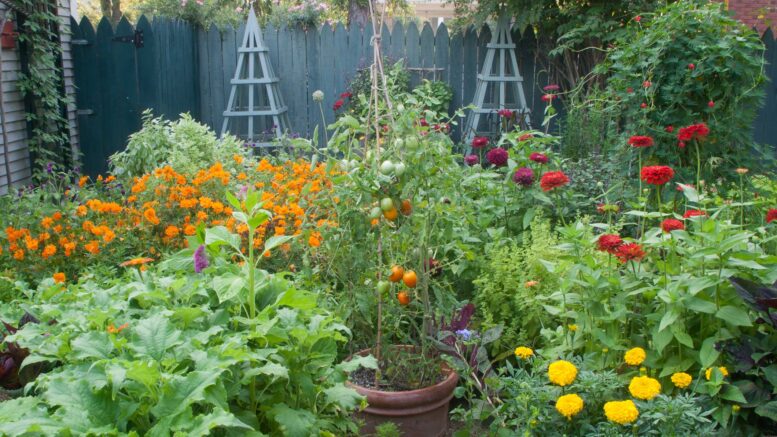 Top Plants to Plant in Your Garden This July