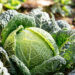 Savoy cabbage